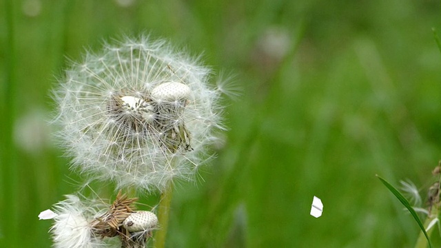 纸飞机在蒲公英周围飞舞视频素材