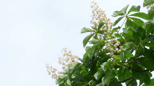 天空中的栗子花视频素材