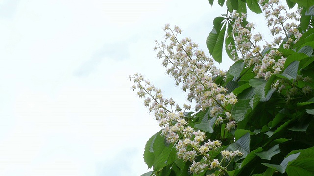 天空中的栗子花视频素材