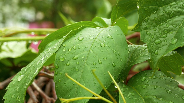 叶子上的水滴视频下载