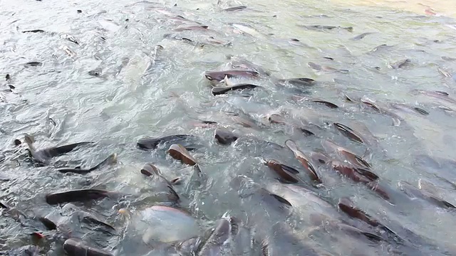 河中发光的鲨鱼鱼视频素材