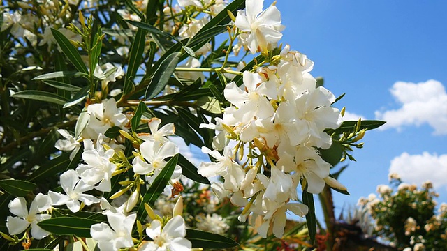 开花夹竹桃夹竹桃视频素材