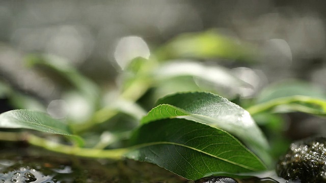 树叶和水闭合。视频素材