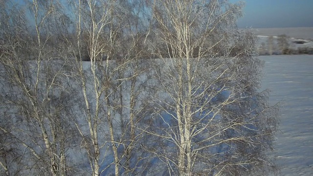 树木与雪在冬天的乡村公园视频素材