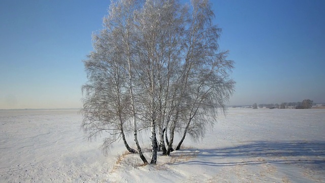 树木与雪在冬天的乡村公园视频素材