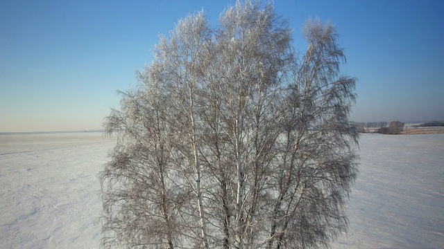 树木与雪在冬天的乡村公园视频素材