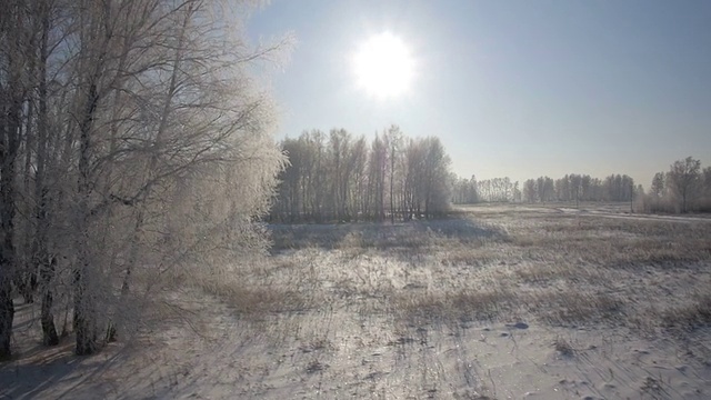 树木与雪在冬天的乡村公园视频素材