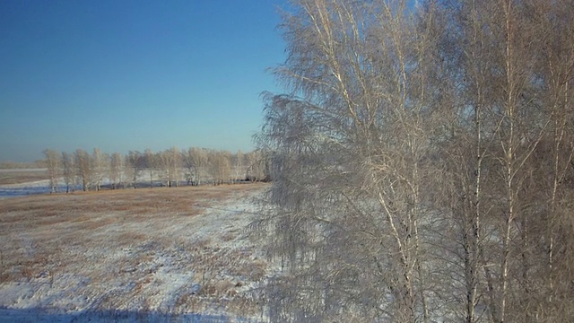 树木与雪在冬天的乡村公园视频素材