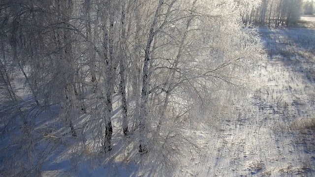 树木与雪在冬天的乡村公园视频素材