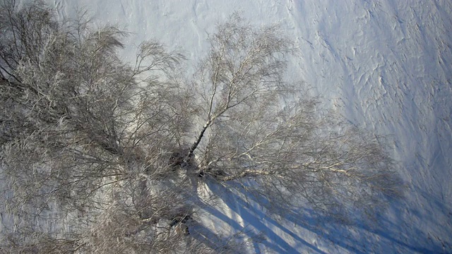 树木与雪在冬天的乡村公园视频素材