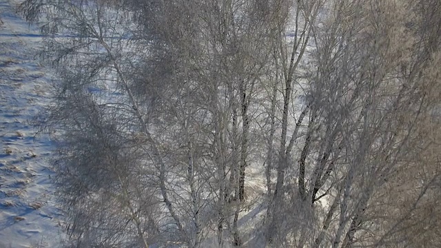 树木与雪在冬天的乡村公园视频素材