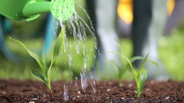 给花园里的植物浇水的园丁视频素材