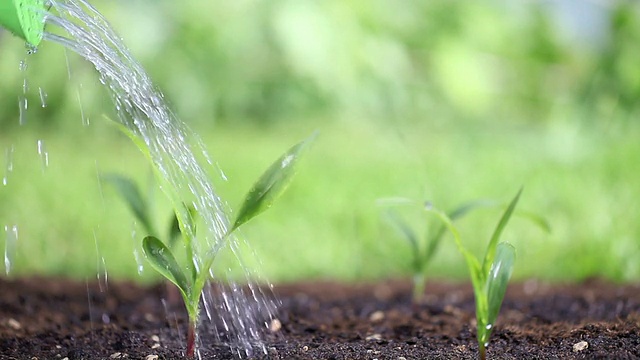 给花园里的植物浇水视频素材