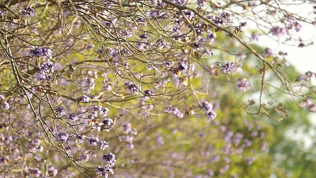 蓝花楹花随风飘动视频素材