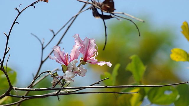 白兰花树花随风摇曳视频素材