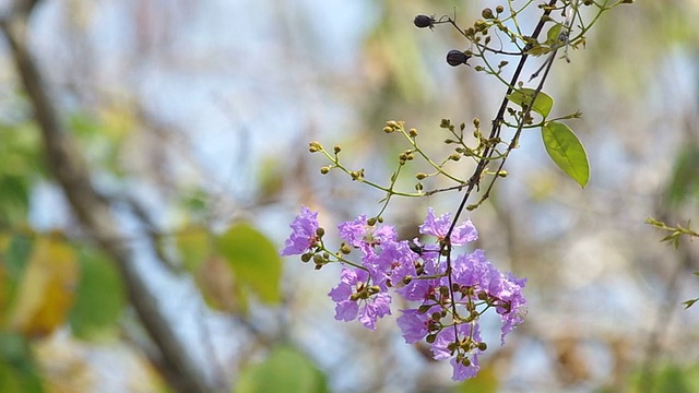 泰国邦哥花随风摇曳视频素材