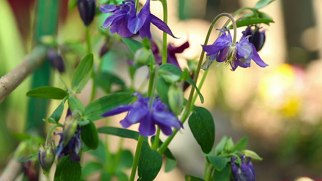 花耧斗菜视频素材