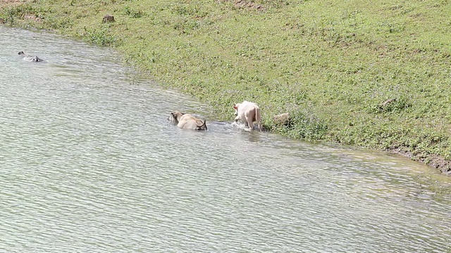 水牛家族在水坑里活动视频素材