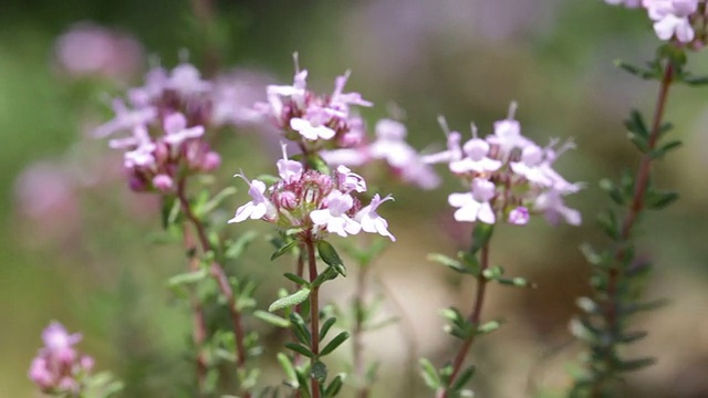 百里香的花视频素材