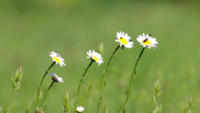 美丽的白色雏菊生长在夏天的花园里。(Leucanthemum)视频素材