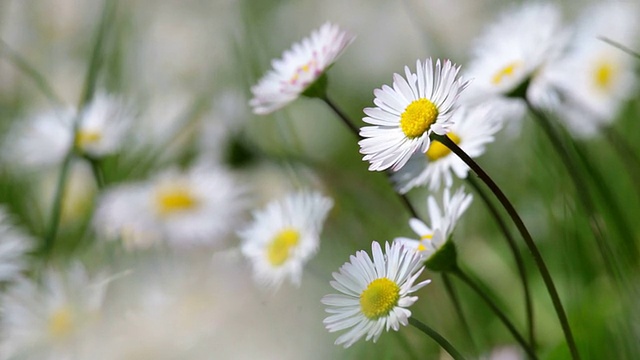 美丽的白色雏菊生长在夏天的时间。(Leucanthemum)视频素材