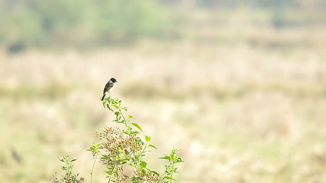 野外开花植物特写视频素材