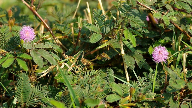 蜜蜂和含羞草花视频素材