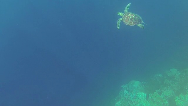 菲律宾海中的海龟视频素材