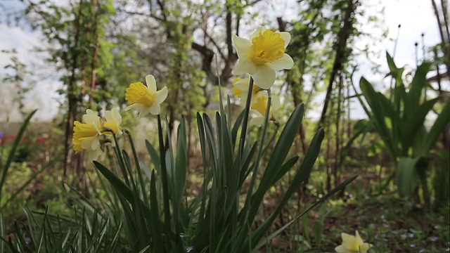 水仙花视频素材