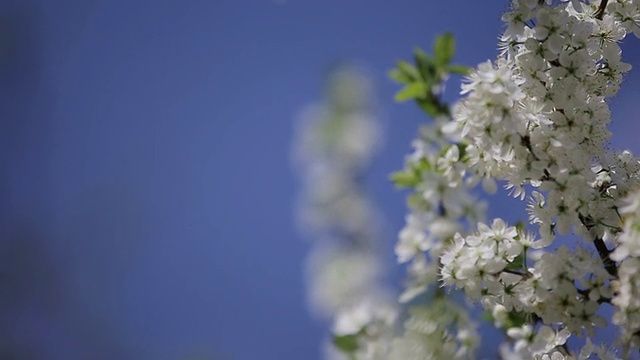 樱花枝开花视频素材