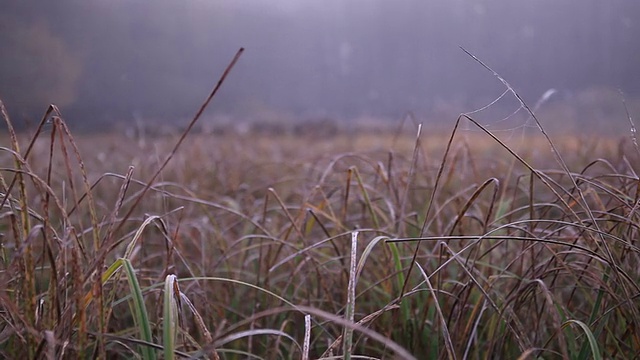 草地生长的特写镜头视频下载