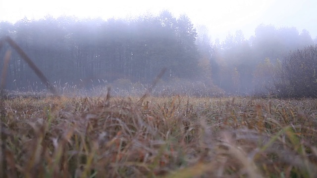 雾笼罩着沼泽草地视频下载