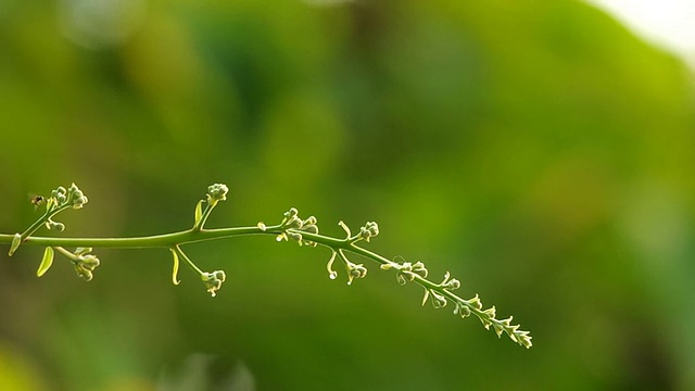 树上的花芽有小无刺蜜蜂视频素材