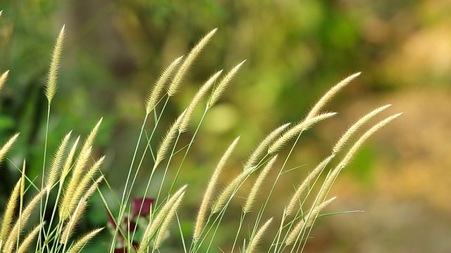 草花和风视频素材