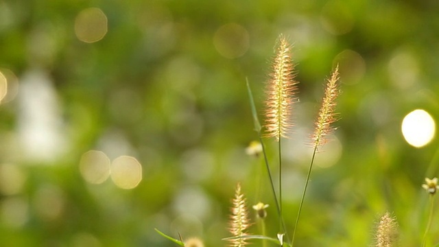 草花和风视频素材