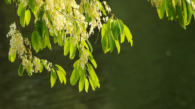 白色莫兰蒂芽与花视频素材