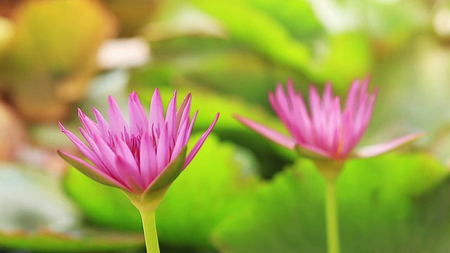 风中的蜜蜂和粉红莲花。视频素材