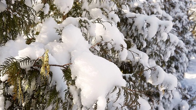 美丽的冰雪覆盖的冷杉在冬天的公园视频素材