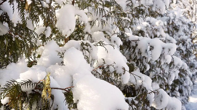 美丽的冰雪覆盖的冷杉在冬天的公园视频素材