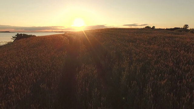 在夕阳中飞过麦田视频素材