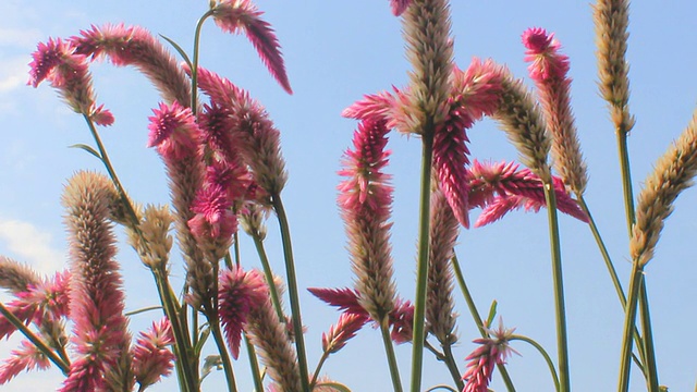 紫色的花和天空视频素材