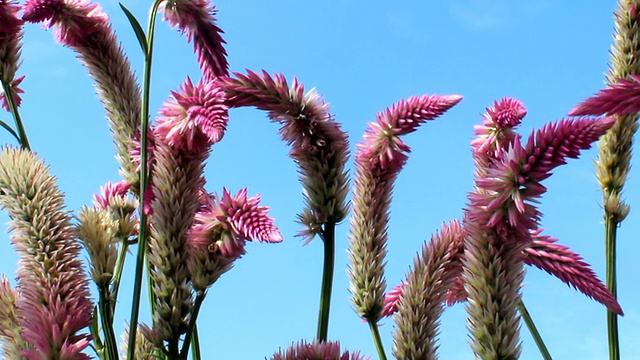 紫色的花和天空视频素材