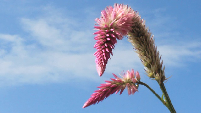 紫色的花和天空视频素材