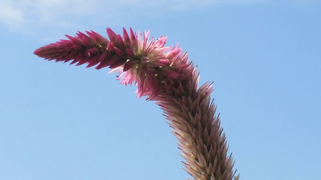 紫色的花和天空视频素材