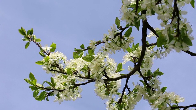 盛开的梅花枝开满了花视频素材