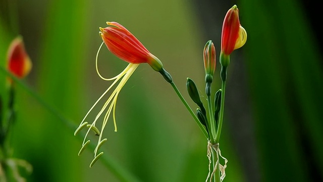 杜鹃花视频素材