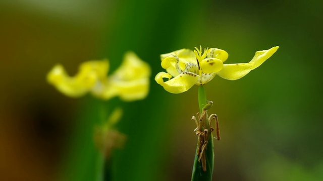 走虹膜花视频素材