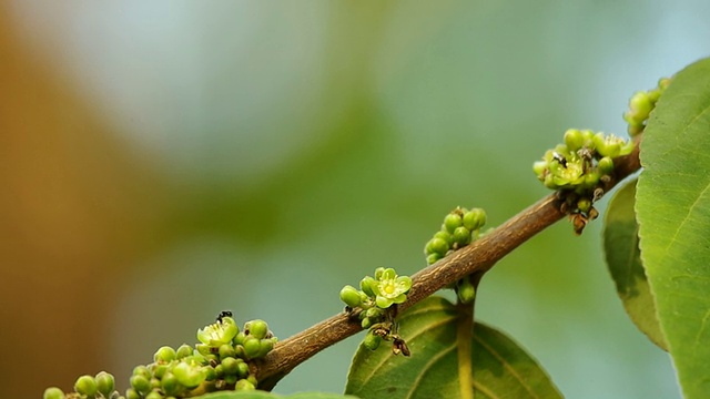 小蜜蜂正在采集花蜜视频素材