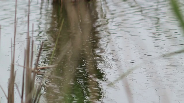 池塘上的波浪视频素材