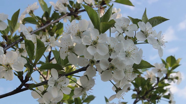 梅花视频素材